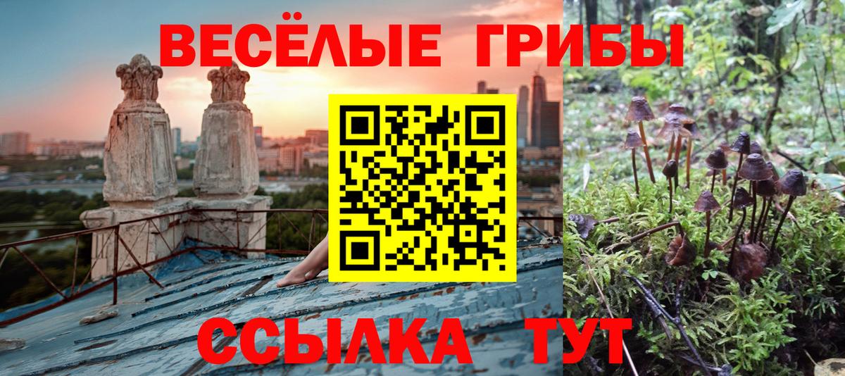 Псилоцибиновые грибы Psilocybine cubensis Тимашёвск